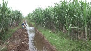 Sugarcane farmers found relief in banana cultivation