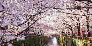 Cherry-Blossoms