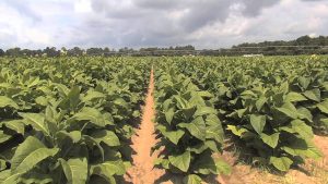 Tobacco crop, growers