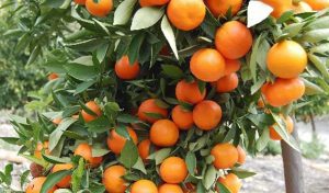 Kinnow Export