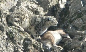 Snow leopard kills