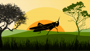 Locust crisis