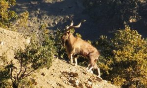 wildlife in Chitral