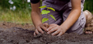 Trees Plantation 1