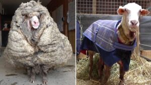 wild sheep 35kg of wool
