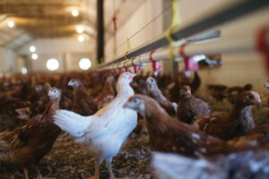 Diseased Poultry