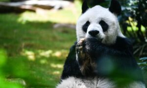 world oldest panda NN
