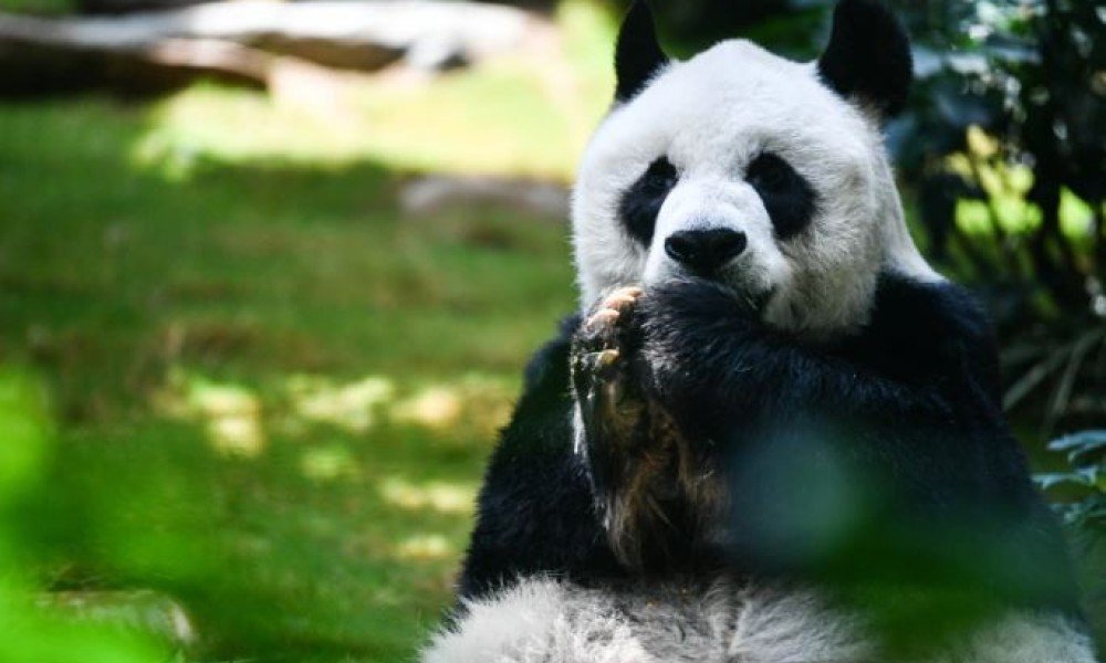 Hong Kong: The world's oldest panda has died – Daily The Azb