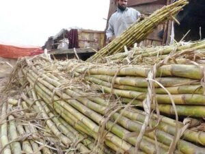 897254-sugarcanecultivationbyPeercopy-1433369781-1