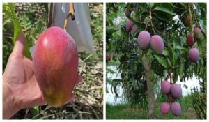 mangoes stolen