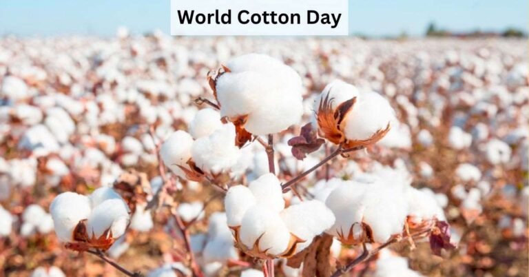 Cotton fields in Pakistan highlighting declining cotton production and challenges facing the agriculture sector.
