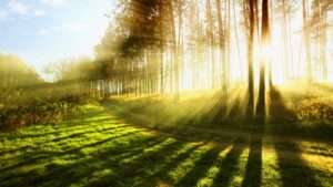 Cultivating Tawakul The Dynamic Practice of Trusting in Allah