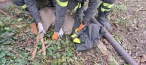 capriolo-vigili-del-fuoco