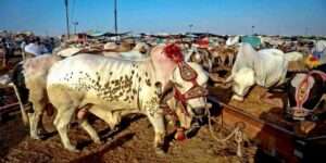 Crackdown on Illegal Cattle Mandis in Karachi.