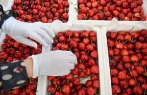 cherry