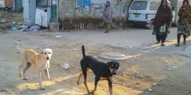 Ignored and abused: Hidden tales of Pakistan street animals.