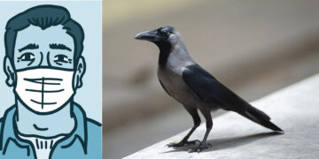 Shape memory brain of ravens, scientists wonder.