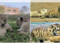 Lahore Zoo welcomes seven lion cubs