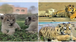 Lions-cubs-born-at-Lahore-zoo