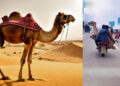 Watch: Camel transported on a bike in viral video sparks outrage