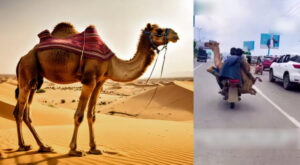 Camel-on-a-bike-750x412
