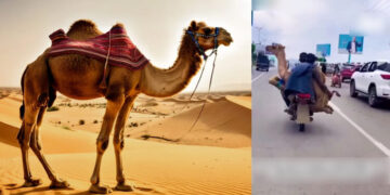 Watch: Camel transported on a bike in viral video sparks outrage