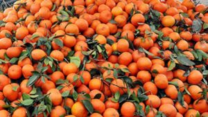 oranges-Kinnow-1280x720