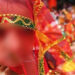 Kotri police crack down on child marriage: Uncle detained for coercing niece