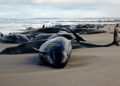 Tasmania: More than 150 “false color whales”, some of them alive, have been stranded on the coast of the Australian state of Tasmania, while experts are trying to save them.