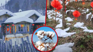 hous cotton
