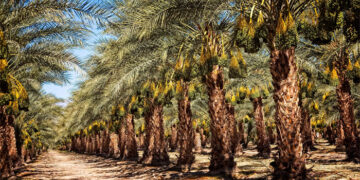 Where are the most dates grown in the world?