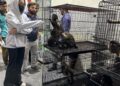 ACF Animal Rescue Provides Safe Haven for Exotic Monkeys Rescued by Pakistan Customs