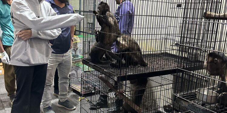 ACF Animal Rescue Provides Safe Haven for Exotic Monkeys Rescued by Pakistan Customs
