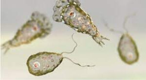 Naegleria-fowleri-768x422