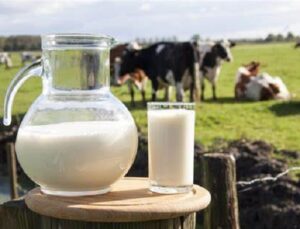 milk-industry
