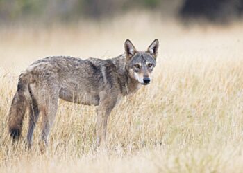 Rare Indian Grey Wolf Killed Near Derawar Fort; One Suspect Arrested