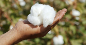 csm_organic-cotton_9f7f24ebc1