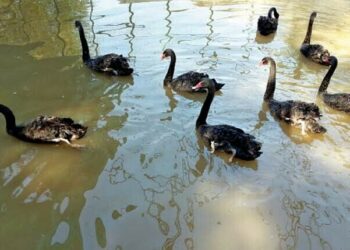 Sindh Witnesses Over 50% Decline in Migratory Birds Due to Climate Change