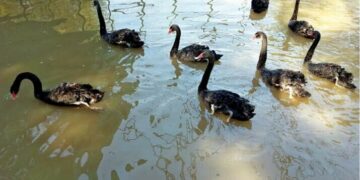 Sindh Witnesses Over 50% Decline in Migratory Birds Due to Climate Change