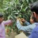 PHDEC’s Mango Bagging Initiative Boosts Export Opportunities in Jalalpur, Multan