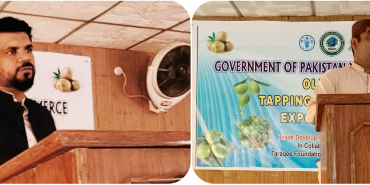 TDAP Charts Export Roadmap as Pakistan’s Olive Sector Eyes $14B Global Market