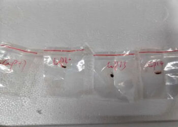 Two Chinese Researchers Accused of Smuggling Fungus Deemed ‘Potential Agroterrorism Weapon’ into U.S.