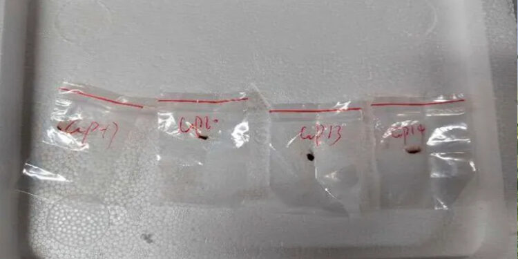 Two Chinese Researchers Accused of Smuggling Fungus Deemed ‘Potential Agroterrorism Weapon’ into U.S.