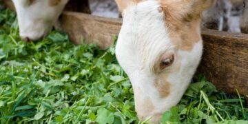 Seminar on “Enhancing Pakistan’s Fodder Export through Best Practices and Market Opportunities