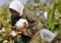 Cotton imports surpass domestic output