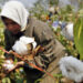 Cotton imports surpass domestic output