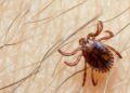 Karachi reports third Congo fever death this year