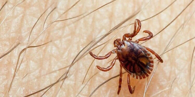 Karachi reports third Congo fever death this year