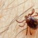 Karachi reports third Congo fever death this year