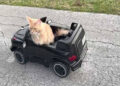 A cat trapped underground was rescued using a remote-controlled car.